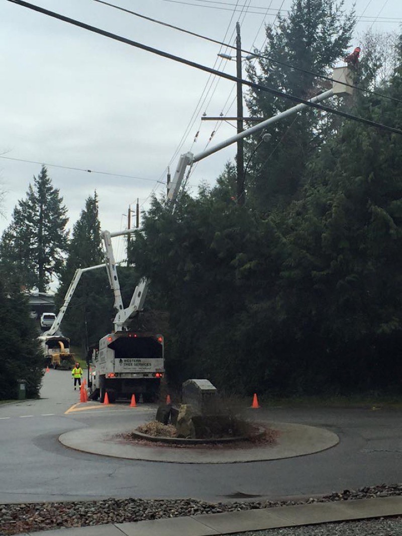 Arborist installing cable support in tree canopy