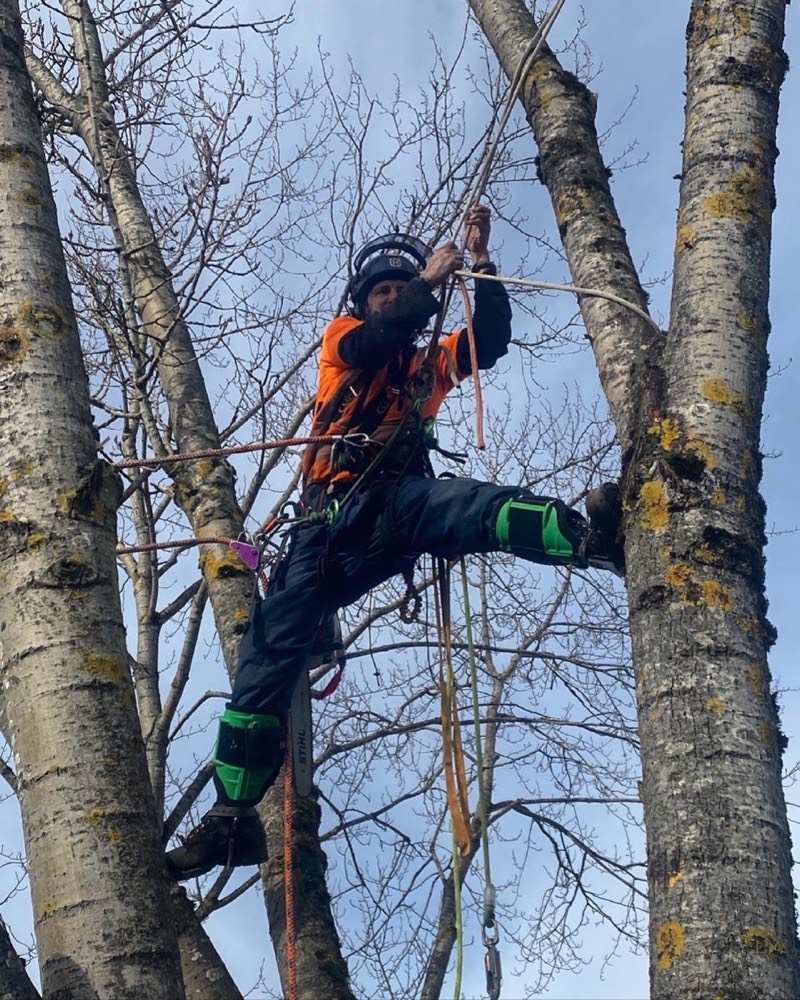 Professional cabling work on a mature tree