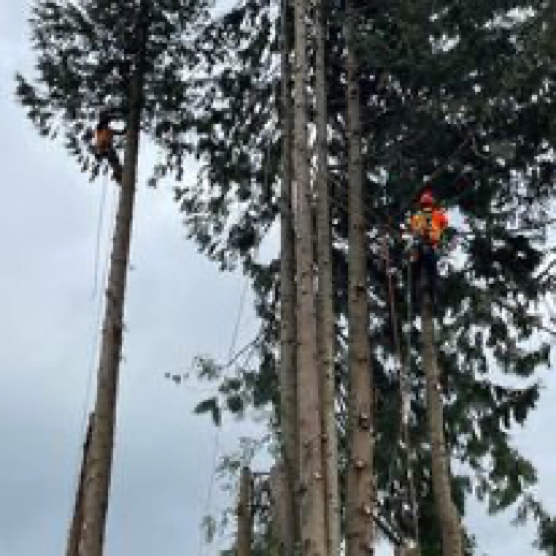 Tree bracing rod installation