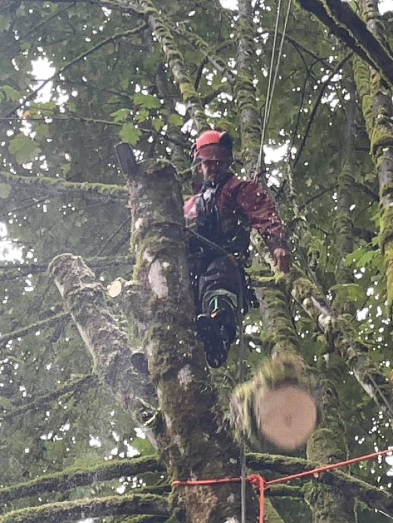 Dangerous tree with visible trunk damage
