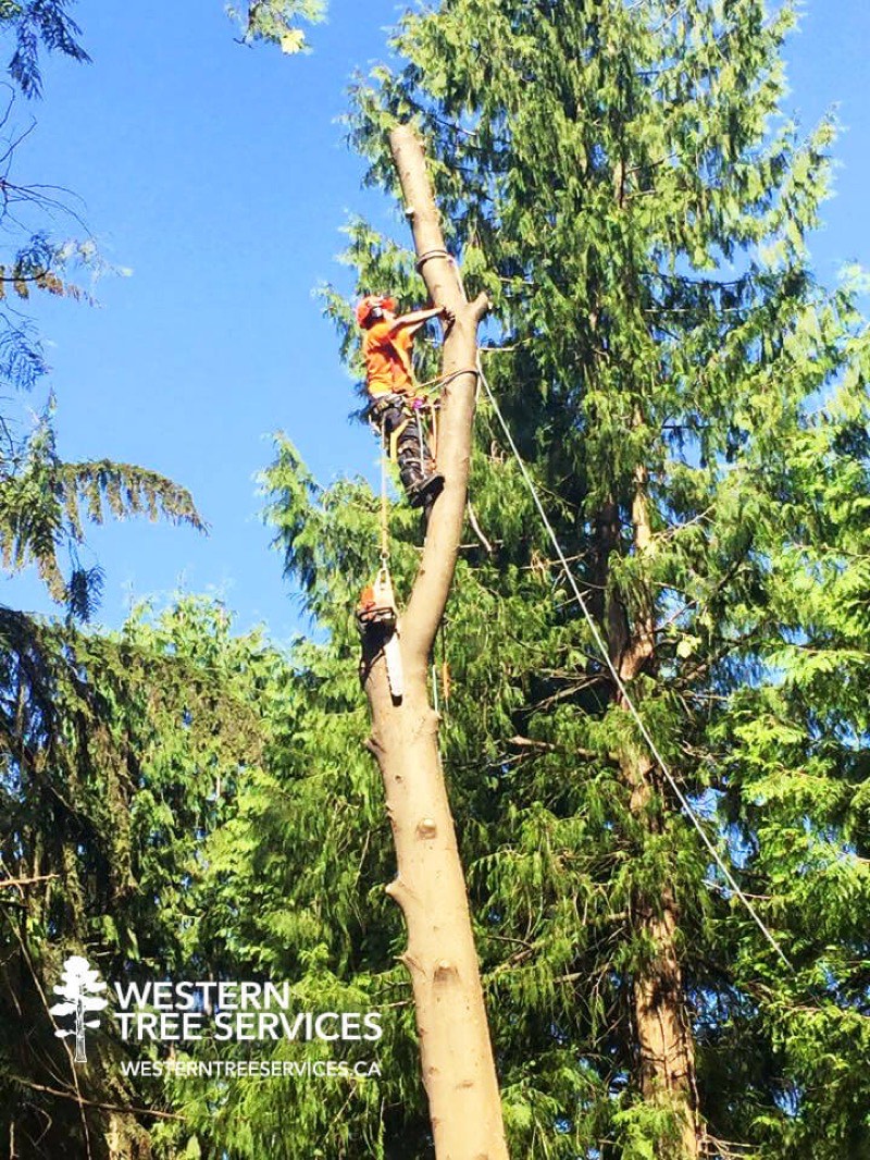 Arborist assessing a damaged tree