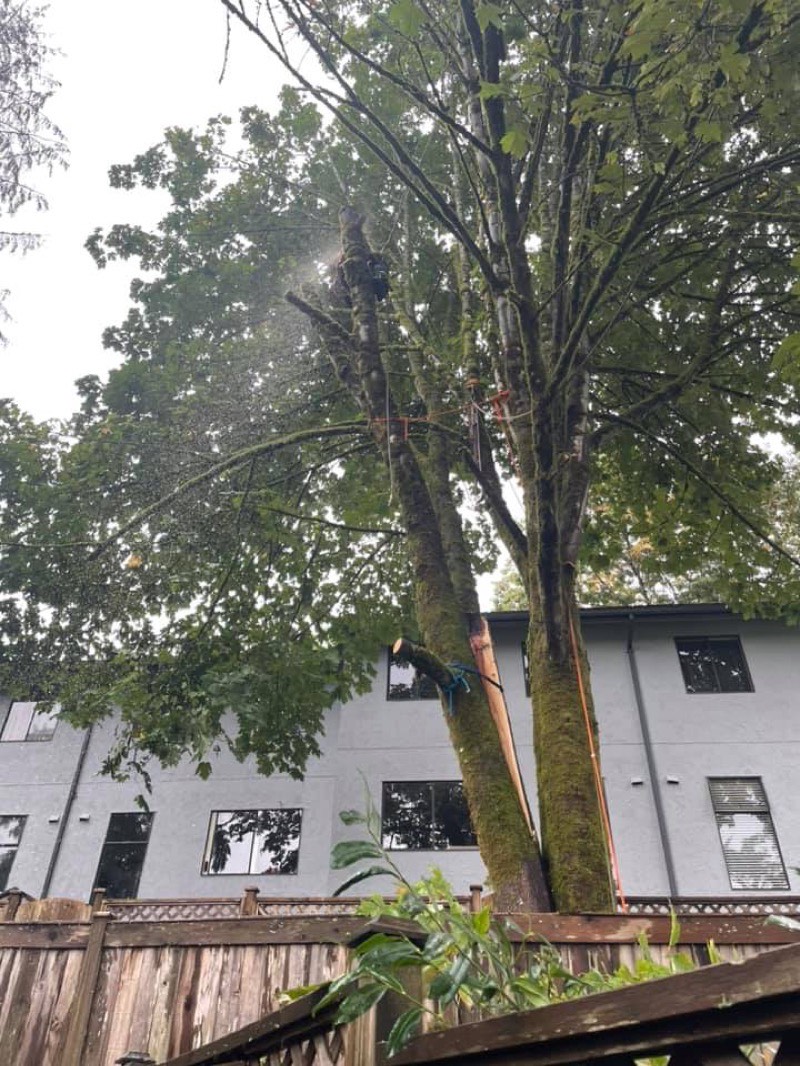 Crew performing hazardous tree removal