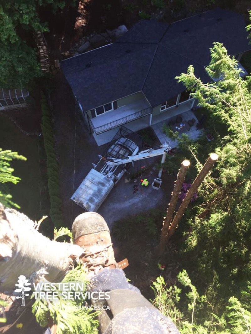 Tree removal near residential property