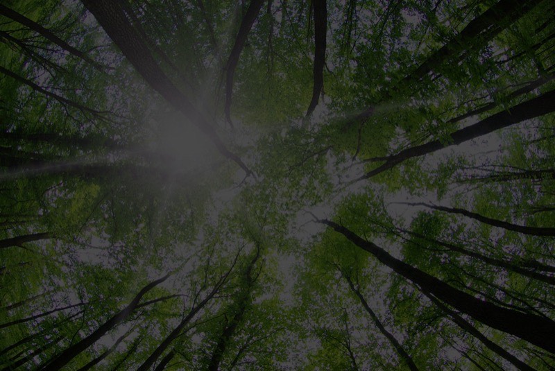 Heavy equipment for safe tree extraction