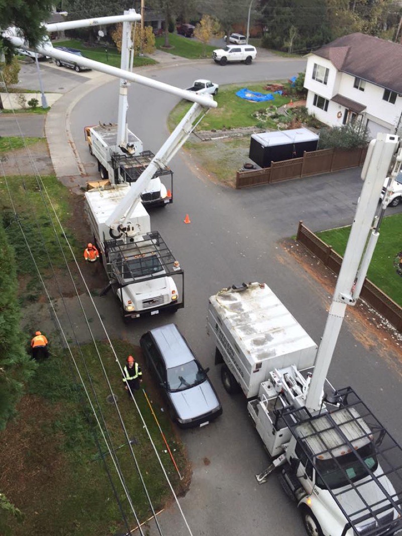 Western Tree Services crew at work