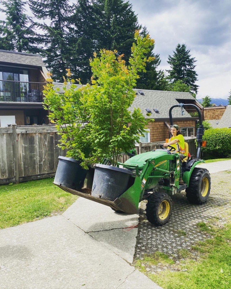 Professional tree removal in progress