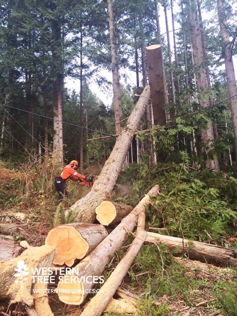 Stump grinding equipment in action