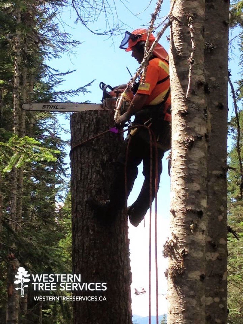 Completed tree removal job