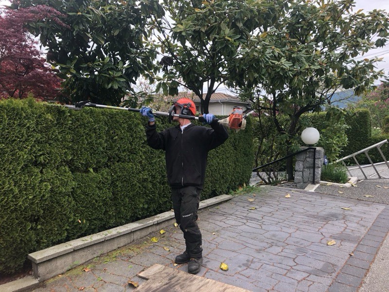 Professionally shaped hedge in North Vancouver