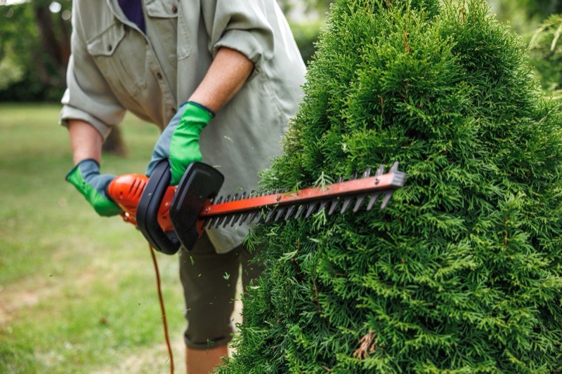 Homeowner enjoying well-maintained hedge