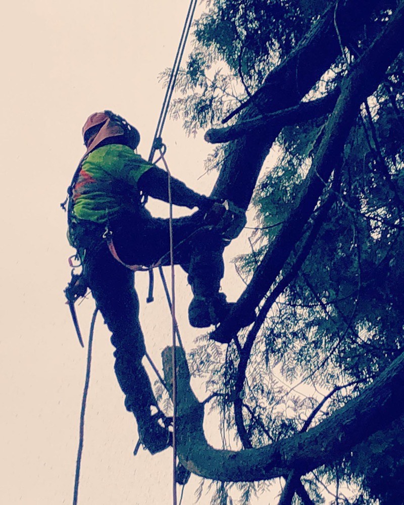 Western Tree Services arborist at work