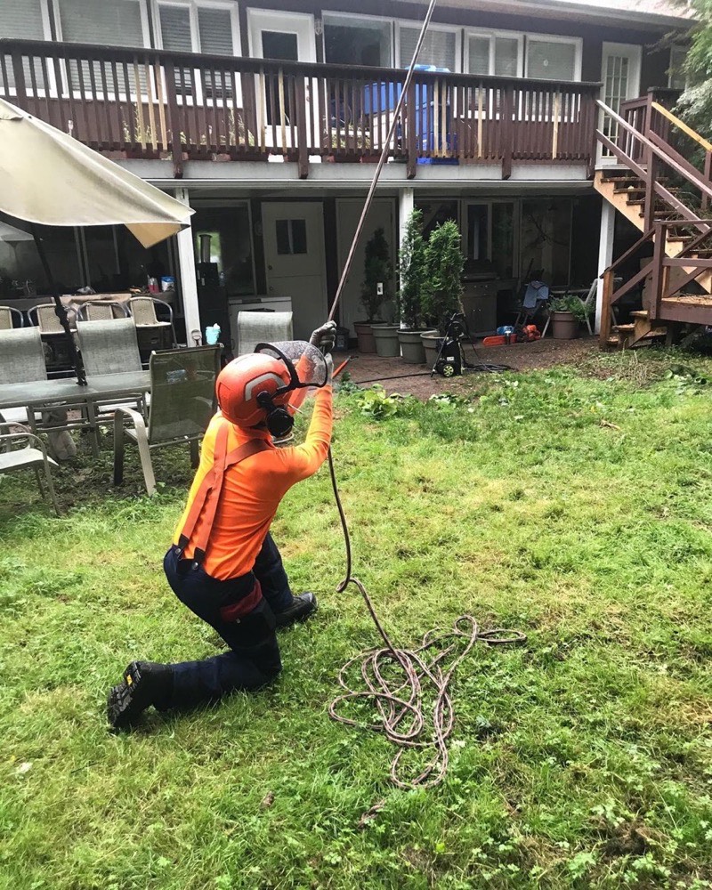 Leaning tree that needs cabling and bracing