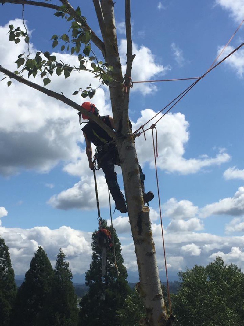 Ongoing tree maintenance plan