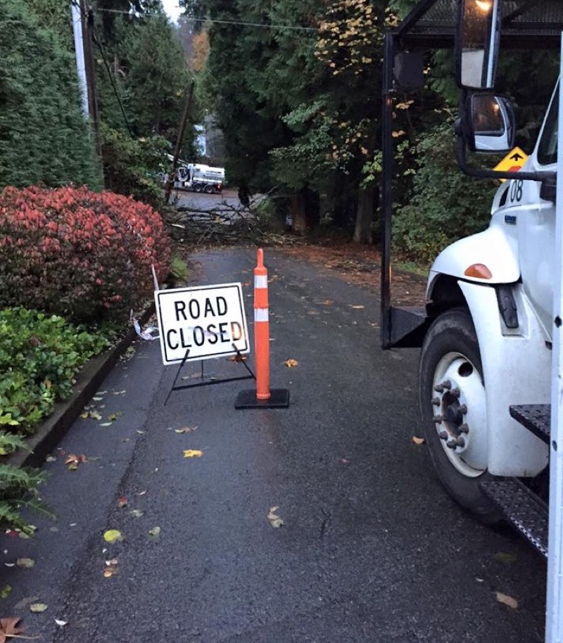 Professional tree pruning service