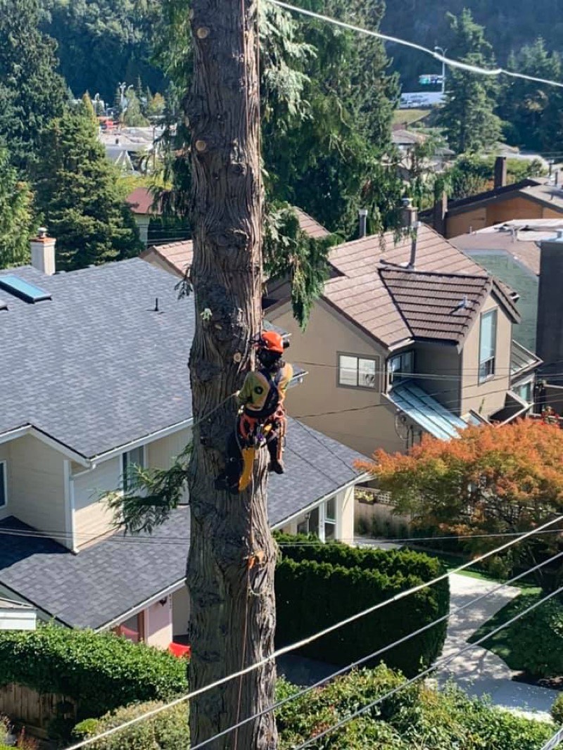 Tree removal in North Vancouver