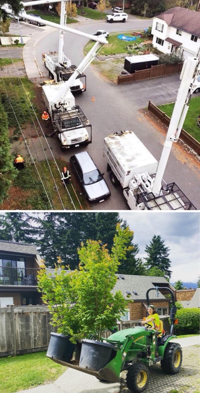 Residential tree service in Burnaby