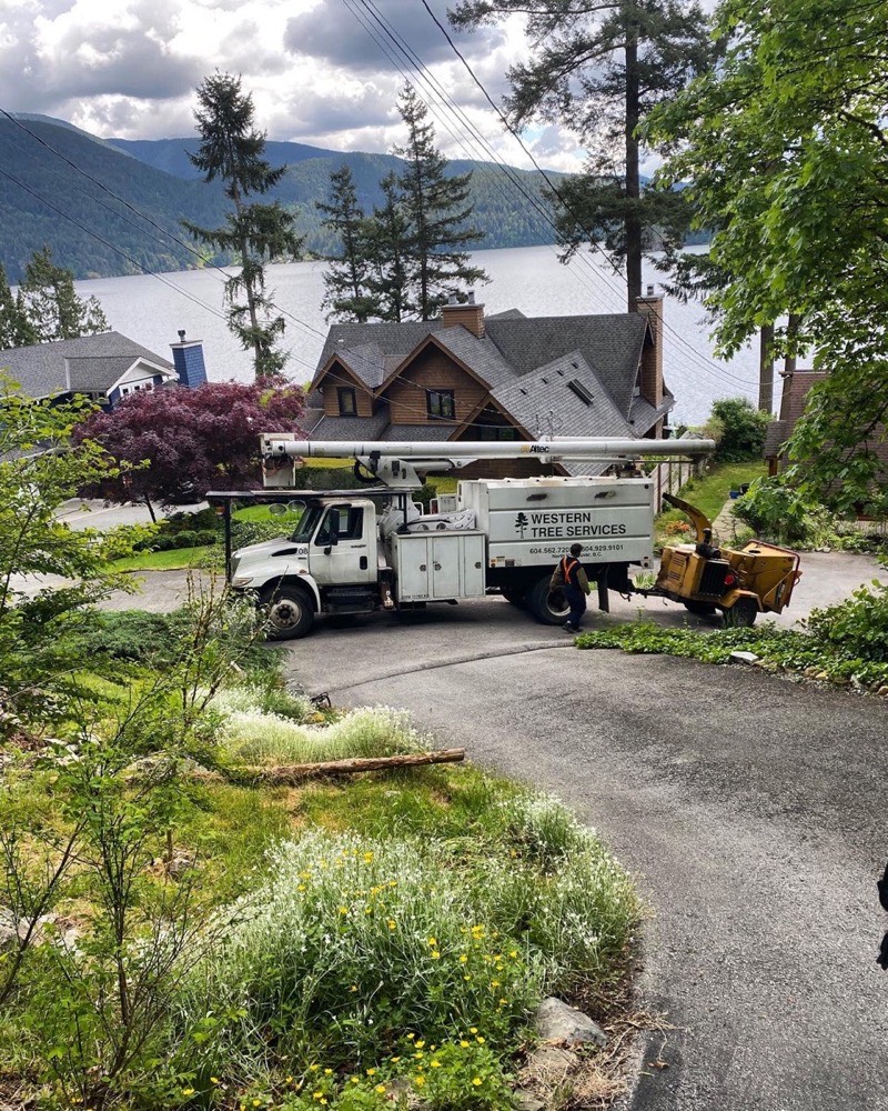 Tree service crew at work