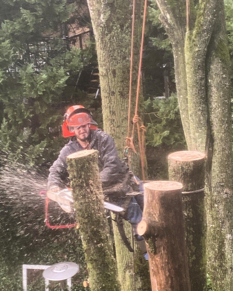 Tree service crew at work
