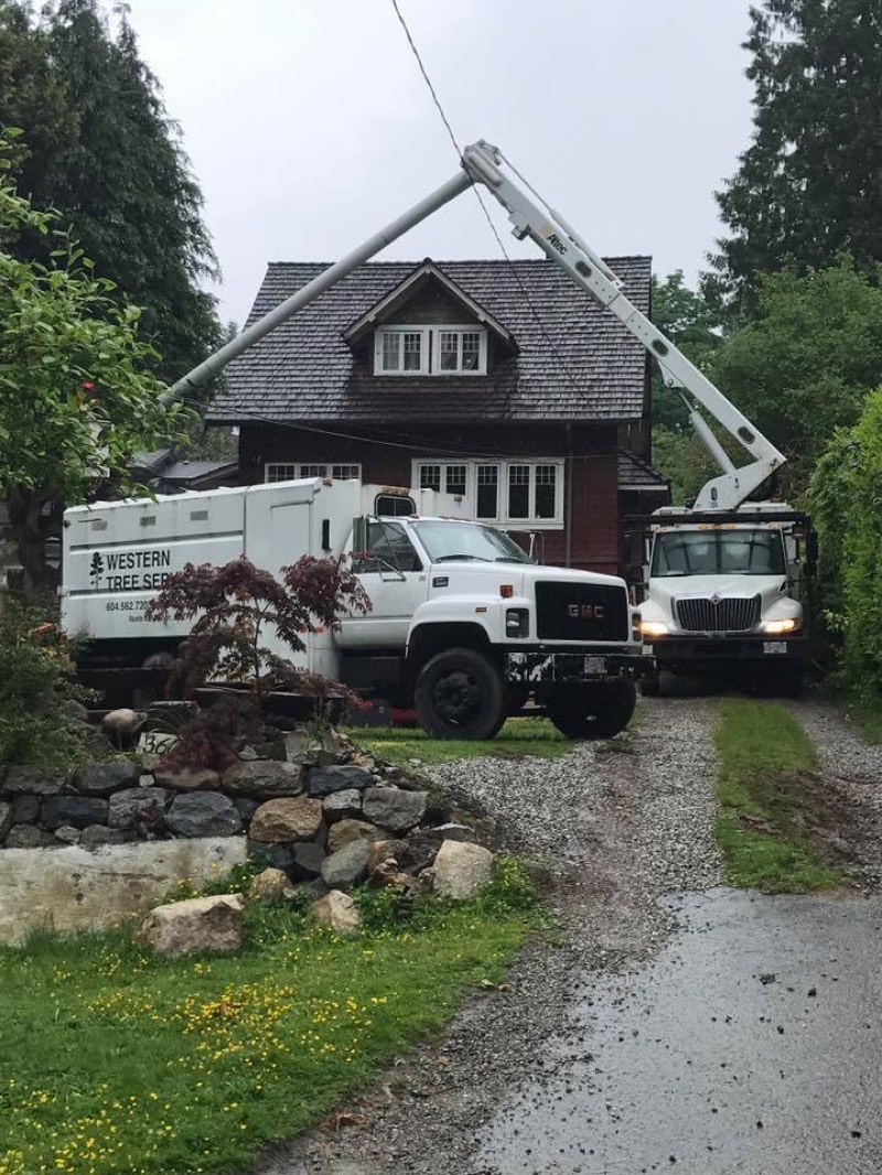 Proper pruning cut technique