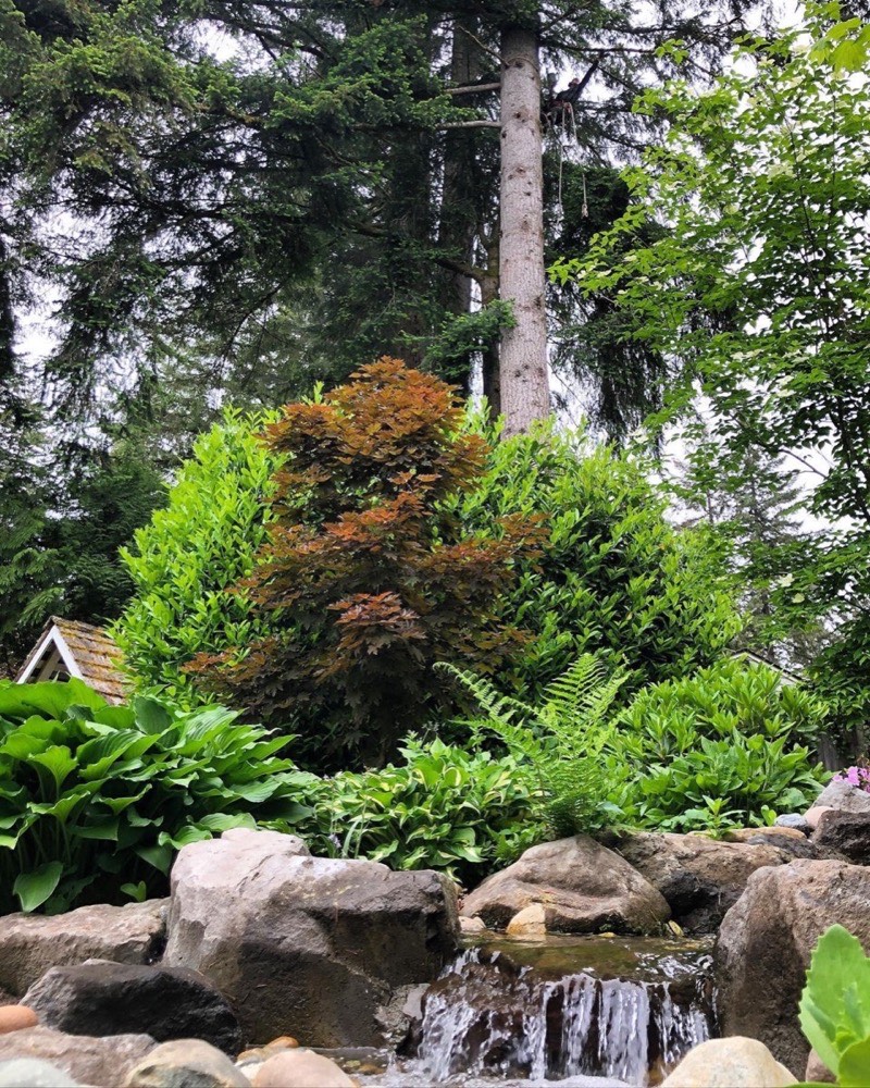 Western Tree Services pruning crew