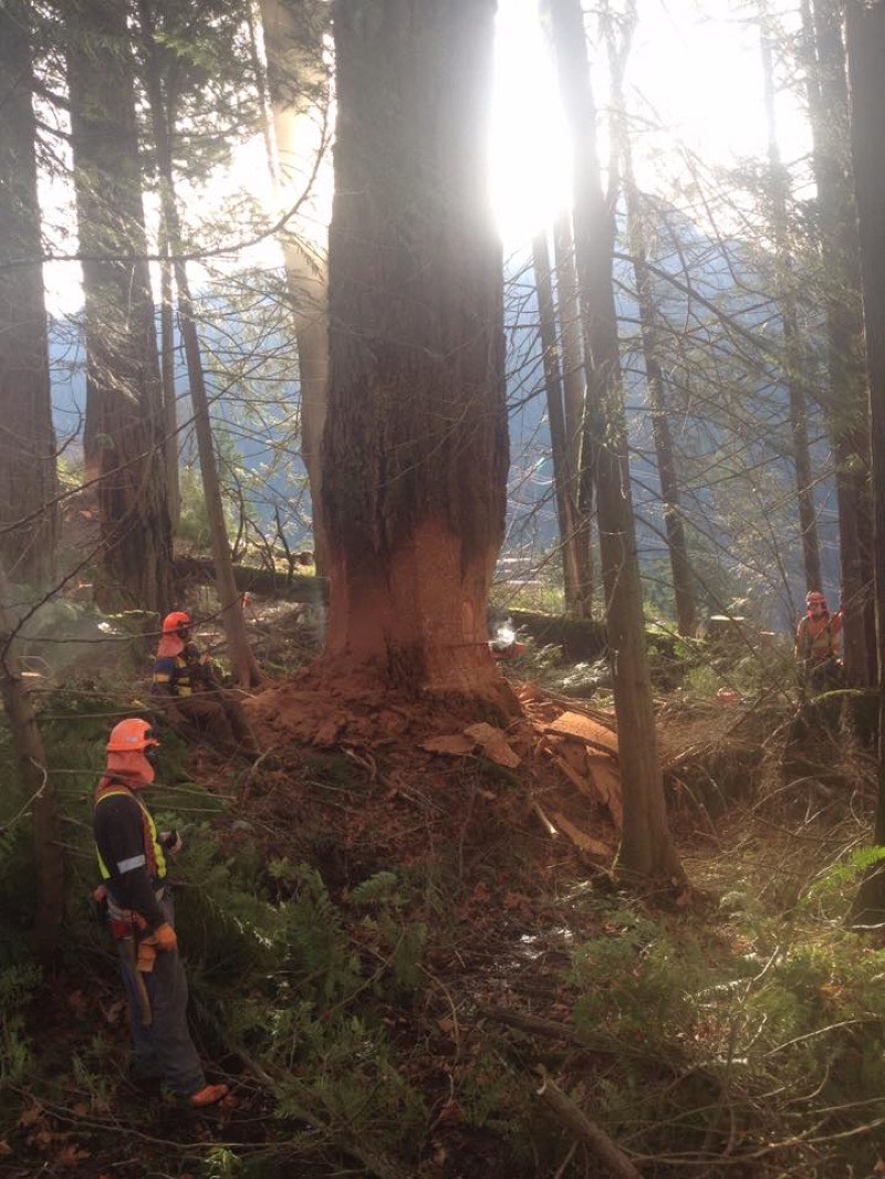 Crown thinning on a mature tree