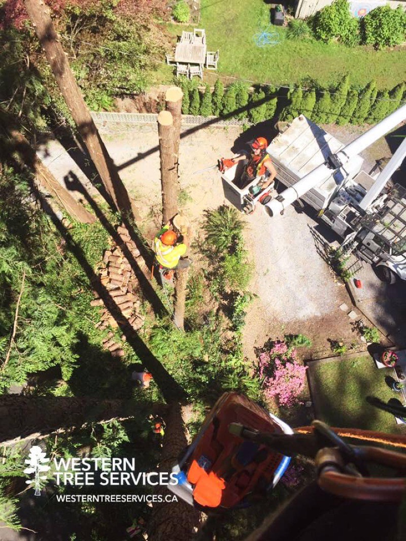 Mature trees in a residential neighbourhood