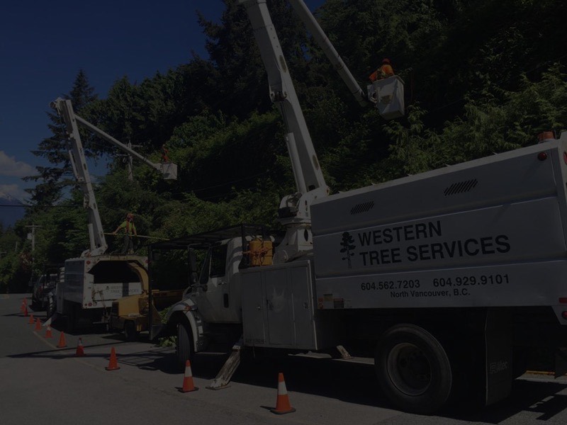 Residential Tree Services