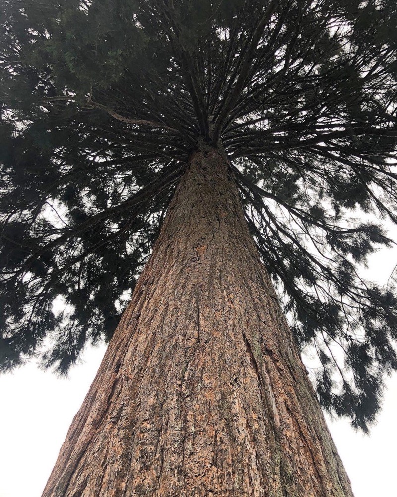 Tree cabling and bracing service