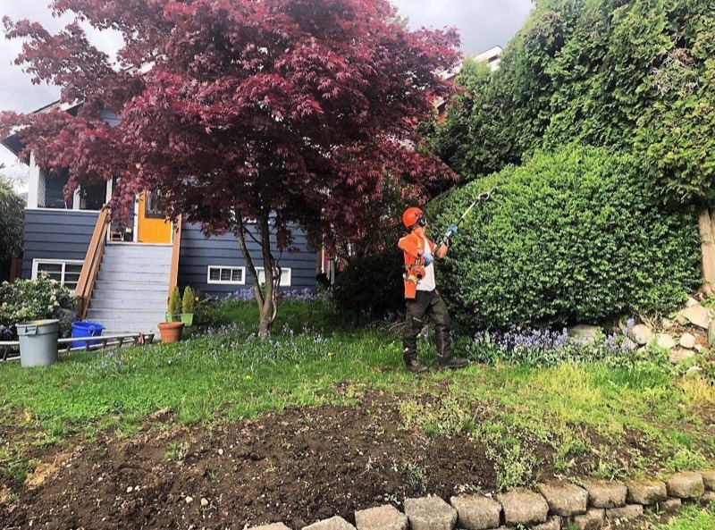 Hedge trimming and small tree service