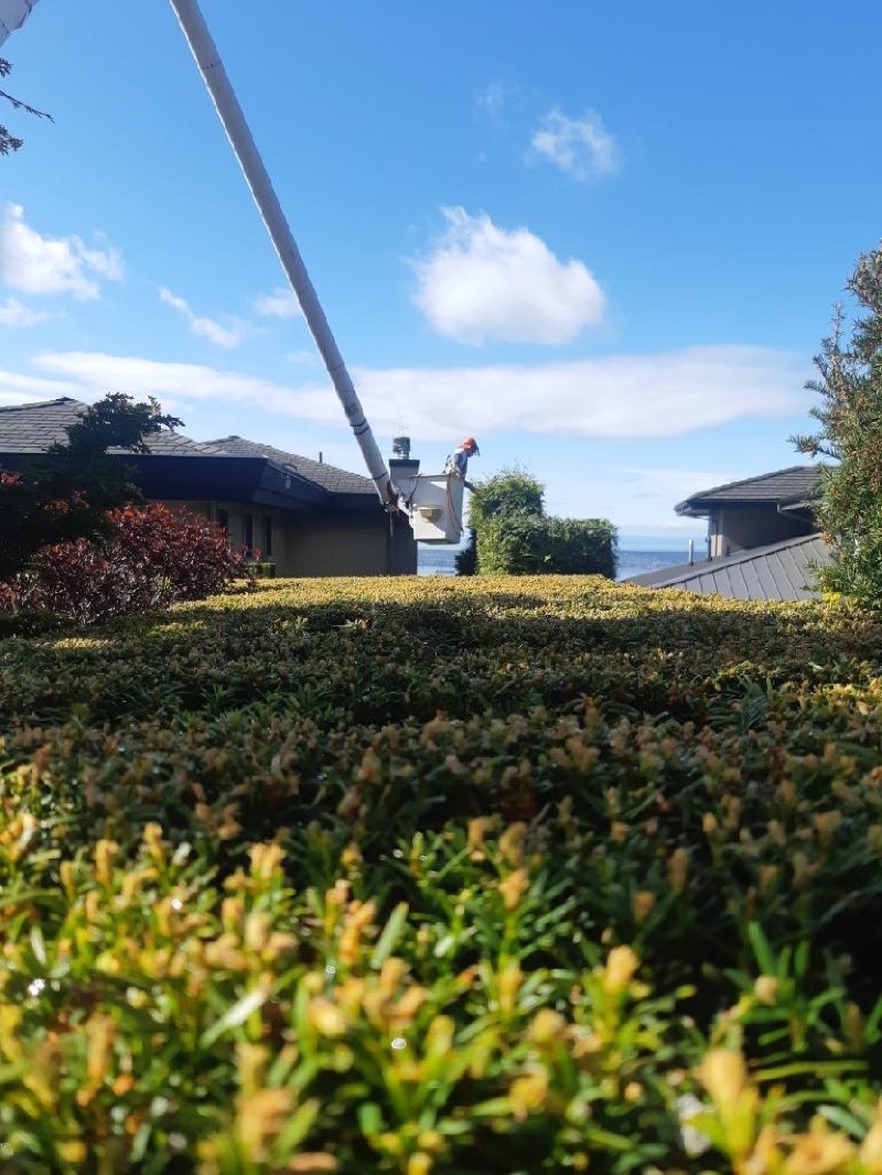 Tree thinning and pruning service