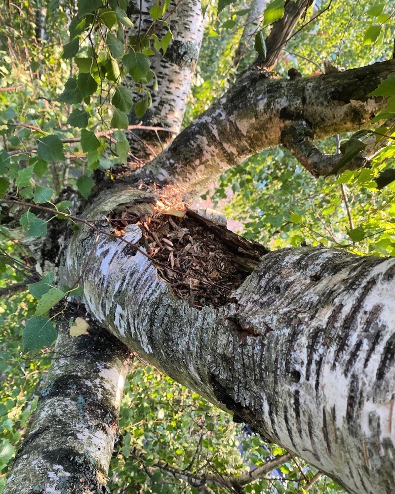 Tree removals and stump grinding service