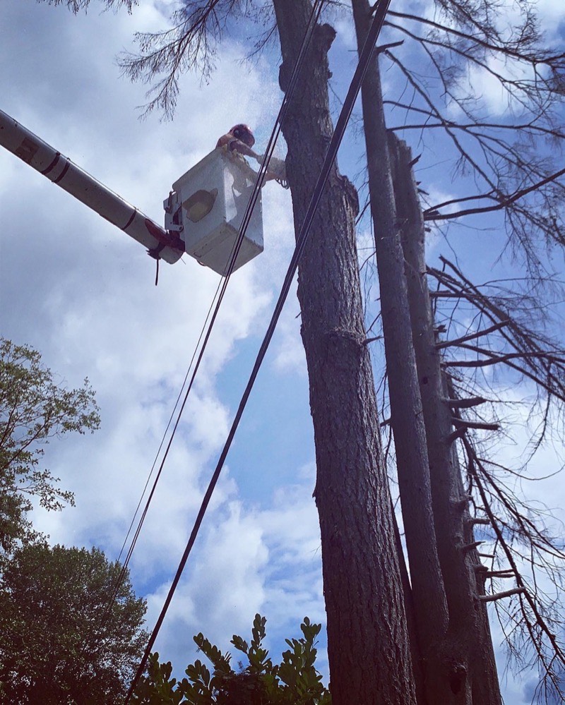 Utility line tree services