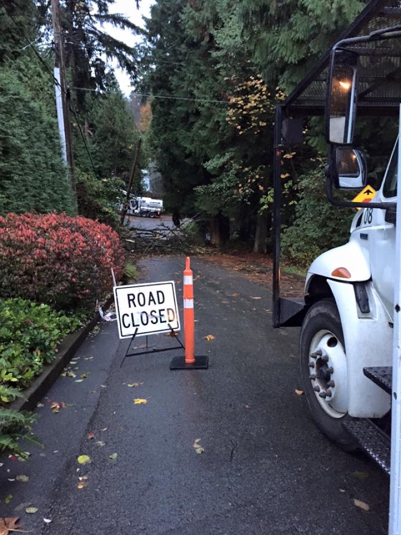 Tree work near hydro power lines