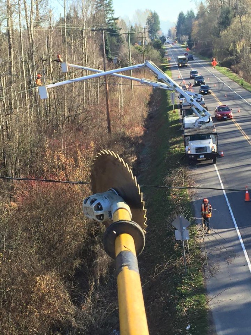 Utility arborist performing line clearance work